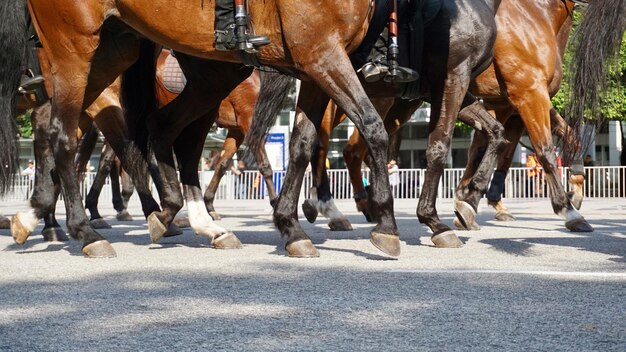 Photo section basse du cheval en ville