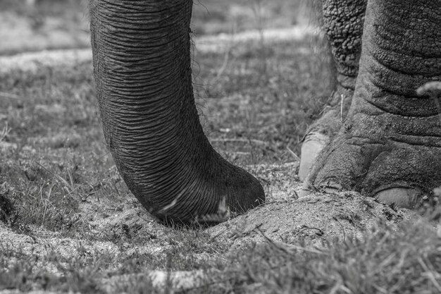 Photo section basse d'un éléphant dans un parc