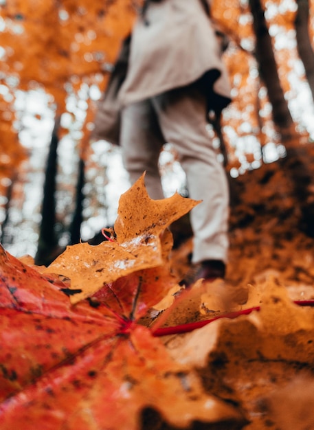 Photo section basse des feuilles d'érable sur l'arbre en automne