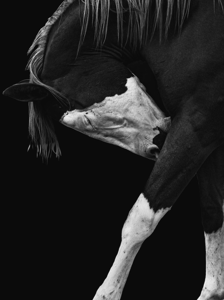 Photo section d'un cheval à face blanche