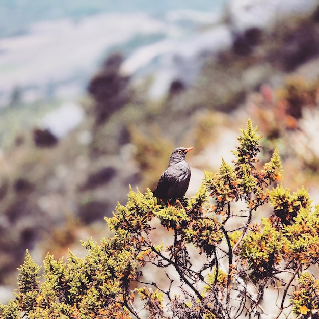 Photo section haute d'un oiseau sur un arbre