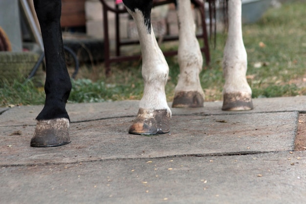 Photo section inférieure du cheval