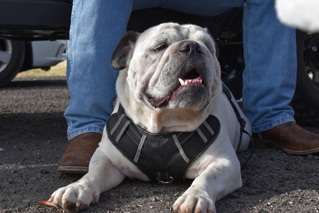 Photo section inférieure de l'homme avec le chien