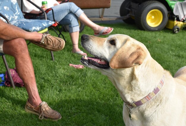 Photo section inférieure de l'homme avec le chien