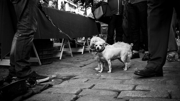 Photo section inférieure de l'homme avec le chien