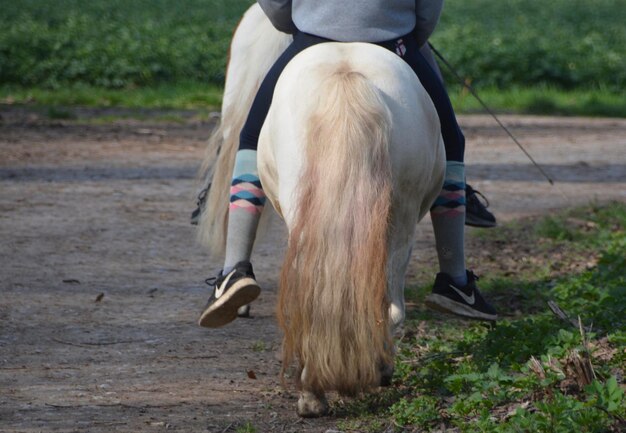 Section inférieure d'une personne avec un cheval sur le terrain