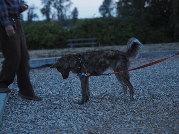 Photo section inférieure de la personne avec le chien