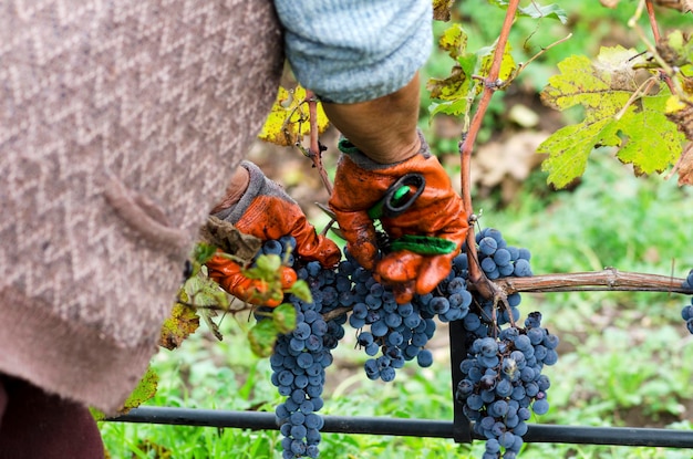 Section inférieure d'une personne avec des raisins dans le vignoble