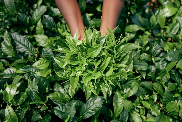 Section inférieure d'une personne tenant des feuilles sur le champ