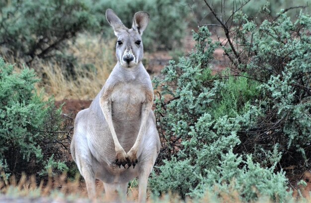 Photo section médiane du kangourou