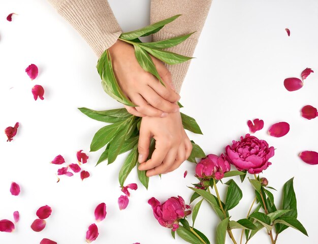 Photo section médiane d'une femme avec une feuille et une rose sur fond blanc