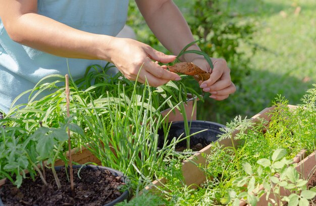 Section médiane d'une femme en jardinage dans la cour