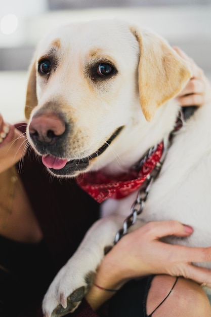 Section médiane d'une femme tenant un chien