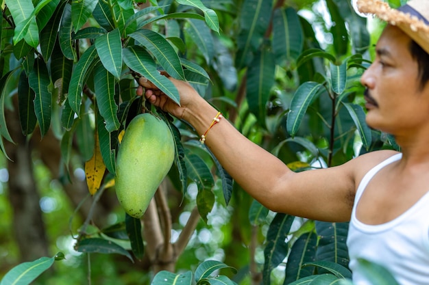 Photo section médiane d'une femme tenant des fruits