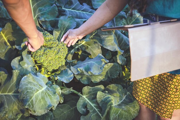 Photo section médiane d'une femme tenant des légumes