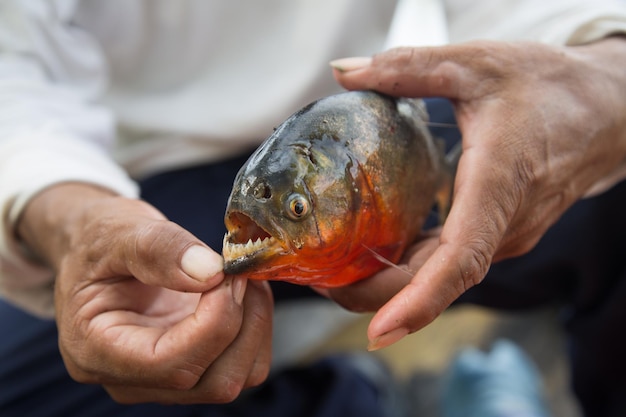 Photo section médiane d'un homme tenant un poisson