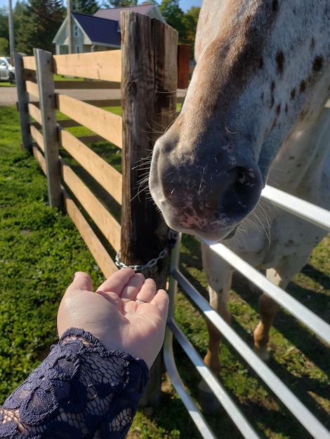 Section médiane d'une personne nourrissant un cheval