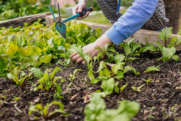 Section médiane d'une personne plantant dans un lit surélevé