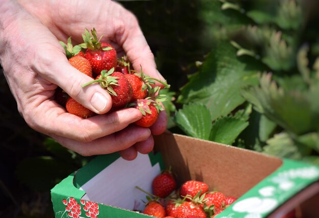 Section médiane d'une personne tenant une fraise