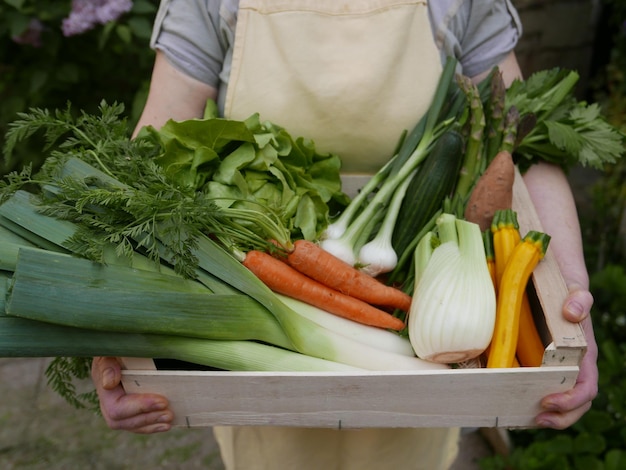 Photo section médiane d'une personne tenant des légumes dans une caisse