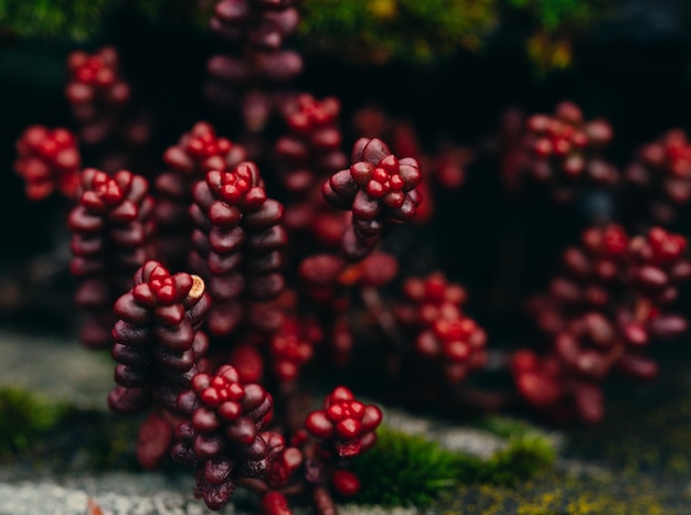 Sedum brevifolium purple succulent