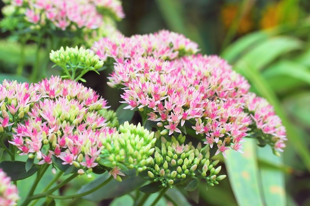 Sedum fleurs gros plan