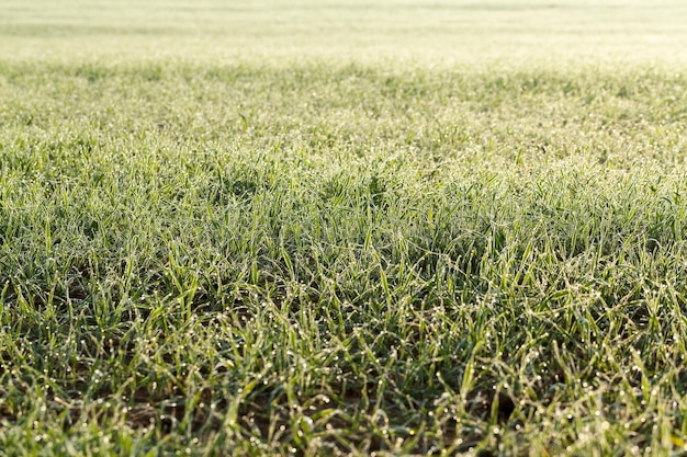 Le seigle d'hiver ou de blé recouvert de cristaux de glace et de gel pendant les gelées hivernales, l'herbe sur un champ agricole gros plan, le rendement sur le terrain