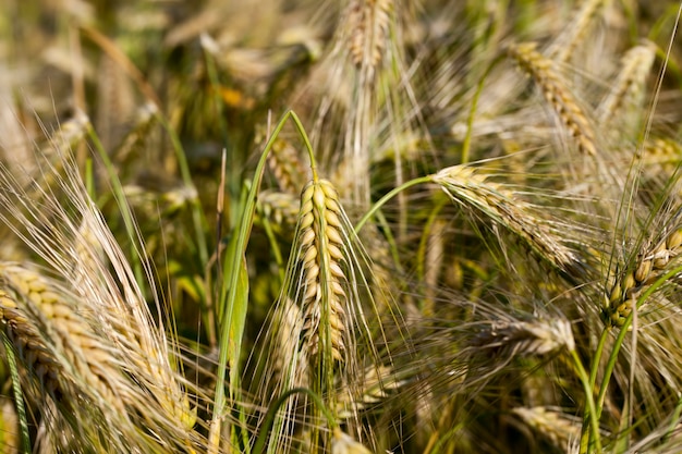 Seigle mûr jaune dans un domaine agricole, le seigle change de couleur du vert au jaune en été