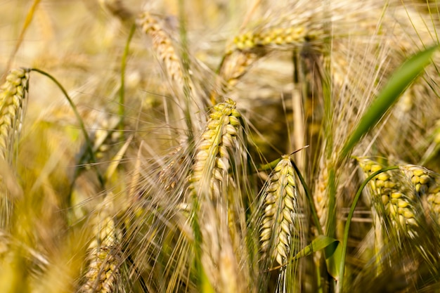 Le seigle mûrissant dans un domaine agricole, le seigle change de couleur du vert au jaune