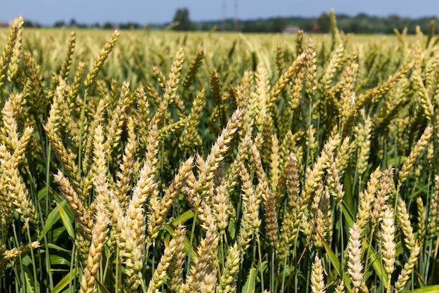 Seigle vert dans un domaine agricole en été, agriculture pour la culture du blé et la récolte des céréales