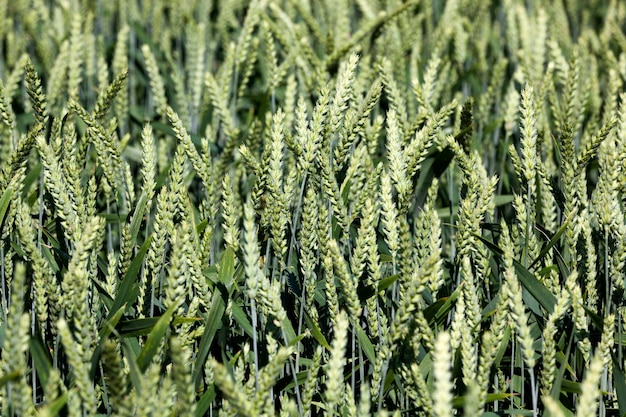 Seigle vert dans un domaine agricole en été, agriculture pour la culture du blé et la récolte des céréales