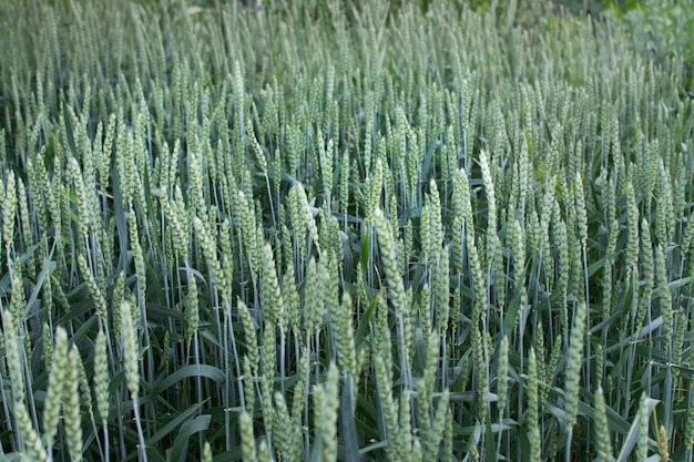 Le seigle vert poussant dans les champs