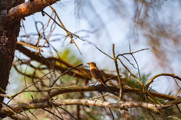 Sélectif d'un oiseau sur la branche dans la nature