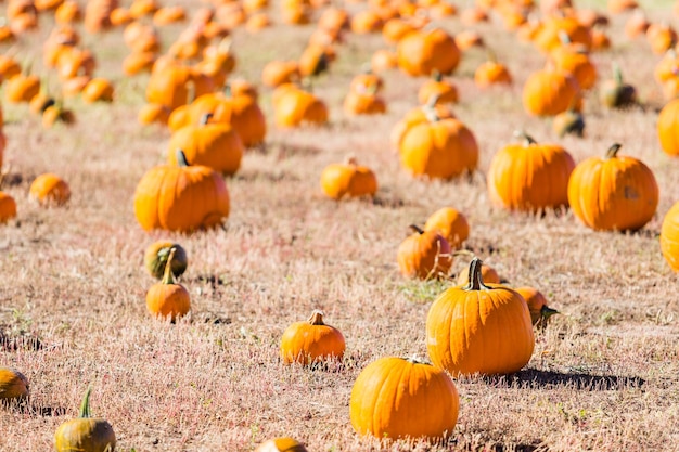 Sélection de citrouille de citrouille au début de l'automne.