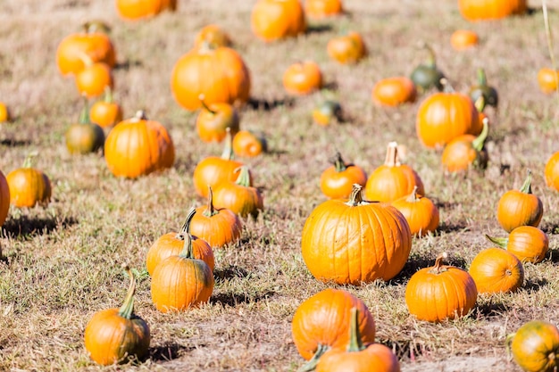 Sélection de citrouille de citrouille au début de l'automne.