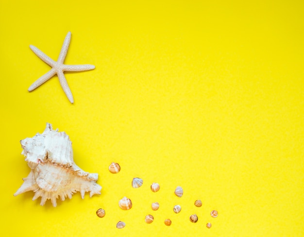 Sélection de coquillages et étoiles de mer disposés sur jaune.