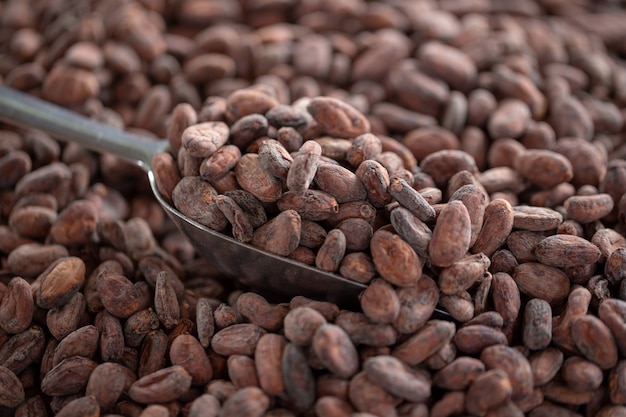 Photo la sélection des graines de cacao complétées doit être séchée avant d'être placée dans des sacs