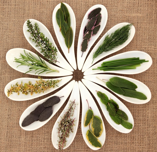 Photo sélection d'herbes fraîches de variétés de thym sage dans des plats en porcelaine blanche sur fond hessien
