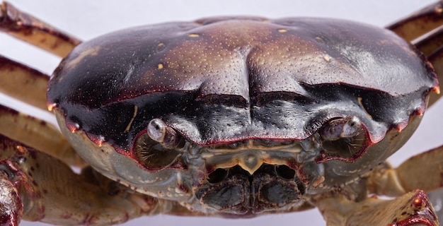 Sélection de la mise au point uniquement sur la partie avant du crabe.