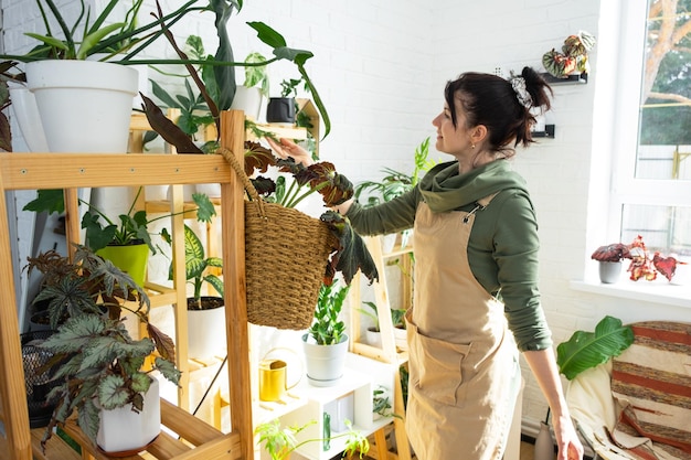 Une sélectionneuse de plantes examine et admire les plantes domestiques dans un pot de sa collection à la maison sur les étagères Rechercher des soins antiparasitaires arroser des engrais Production agricole domestique