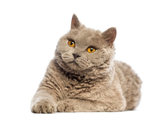 Selkirk Rex couché et levant les yeux