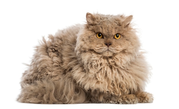 Selkirk rex couché, regardant la caméra