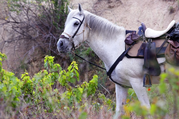 Selle de cheval blanc sur la nature