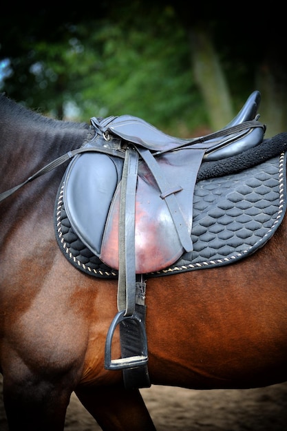 Selle avec étriers sur un cheval