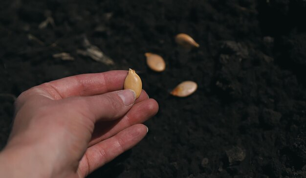 Semer des graines dans le jardin Mise au point sélective