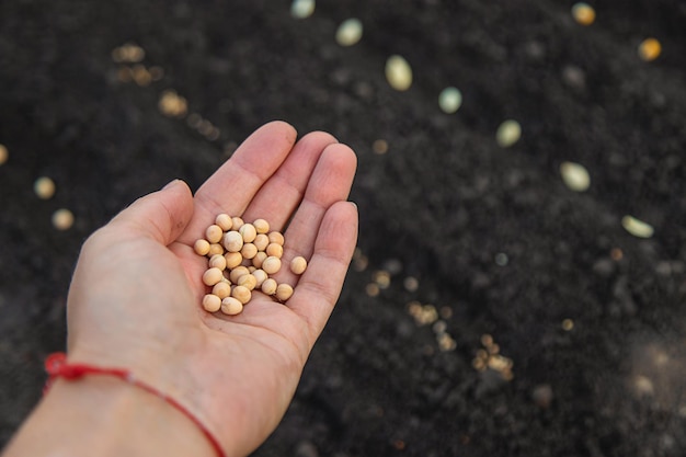 Photo semer des graines dans le jardin pour les jardins de roses