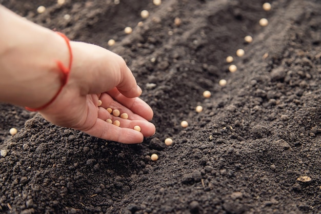 Semez les graines dans le jardin dans le sol Mise au point sélective