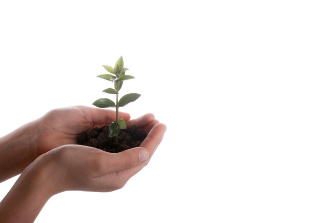 Semis d'arbre dans une poignée de terre