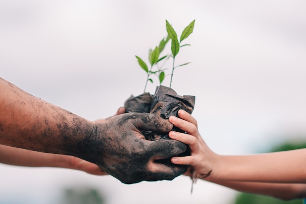 Semis d'arbre et main d'adultes et d'enfants à planter dans la terre