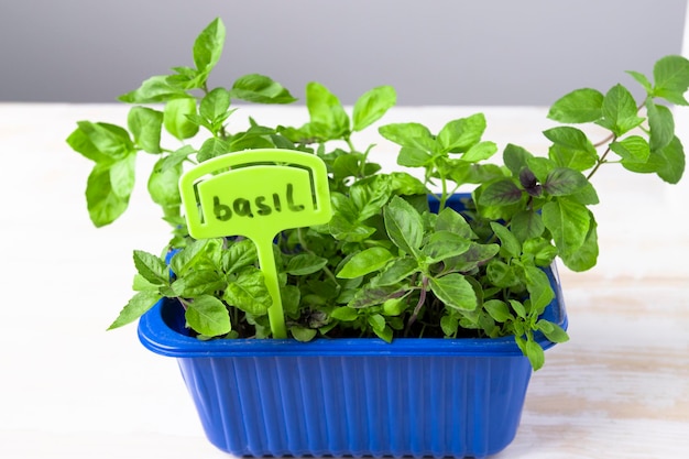 Semis de basilic de couleur verte cultivés dans un plateau de semis sur un rebord de fenêtre dans une maison Herbe saine juteuse